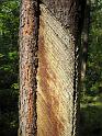 2010-09-19, Pilze (27)